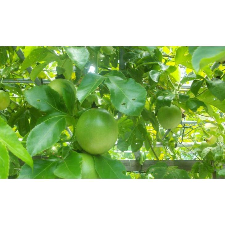 Combo 3 CÂY Chanh Leo tím