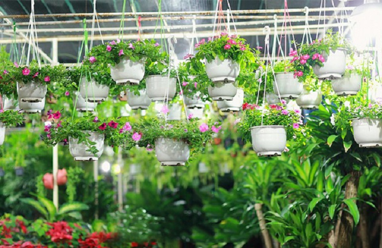 05 chậu nhựa treo trồng cây trang trí nhà cửa chuyên dụng, nhựa ABS trồng hoa ,trồng rau