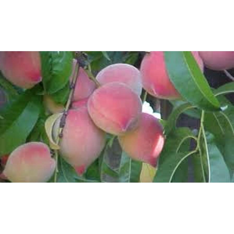 CÂY GIỐNG ĐÀO BÁT TIÊN