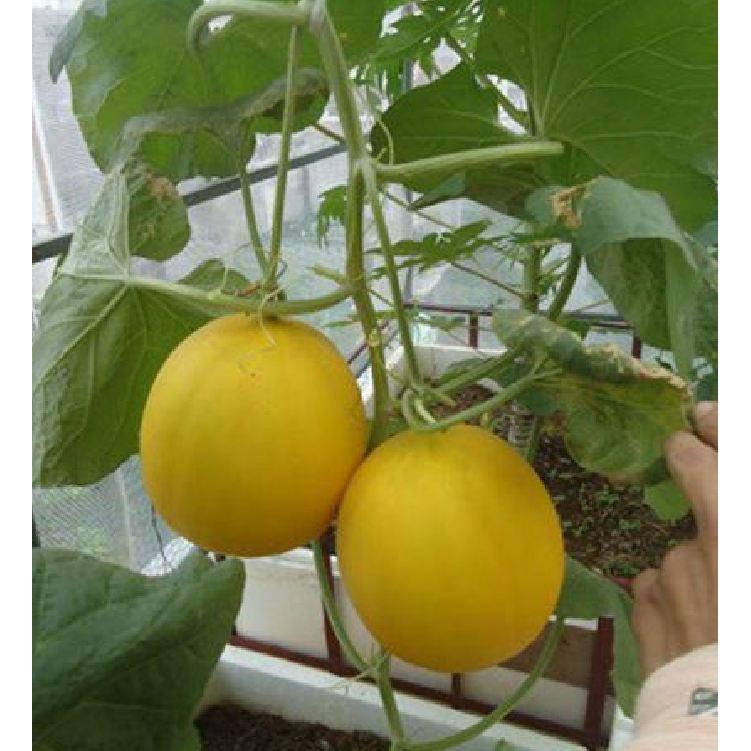 Hạt giống dưa kim cô nương Siêu Ngọt 10 hạt/gói