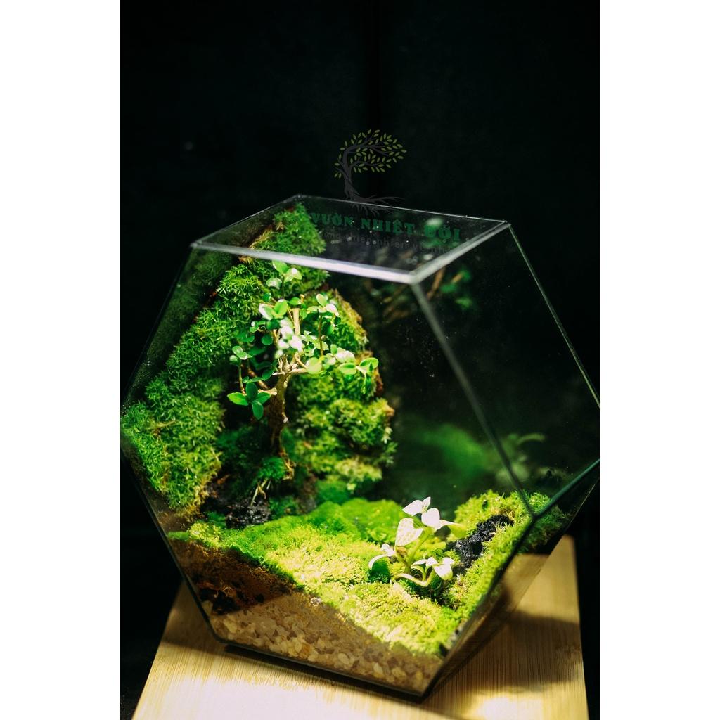 Bể Terrarium Đa Giác Setup Bán Cạn Để Bàn Làm Việc Mở Được Cánh Cửa
