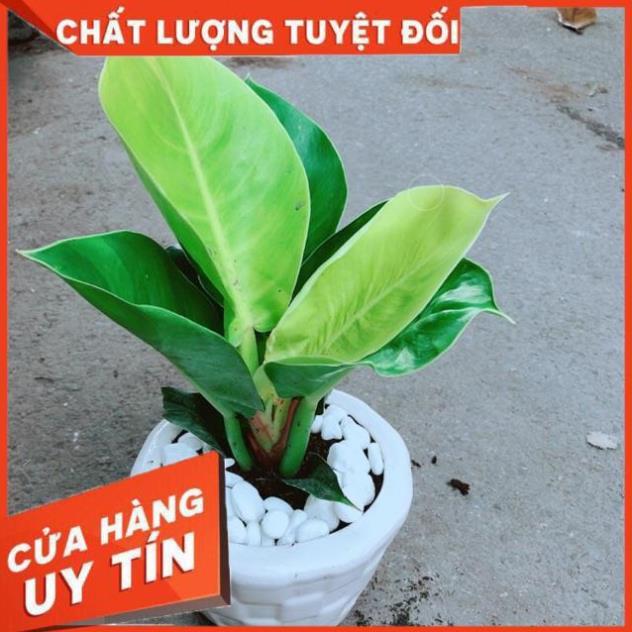 Chậu Cây Trầu Bà Đế Vương