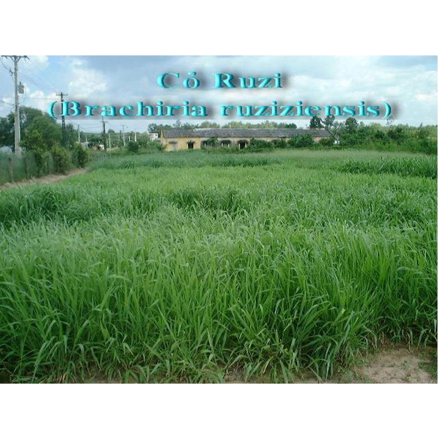 Hạt giống cỏ Ruzi - Cỏ chịu dẫm đạp