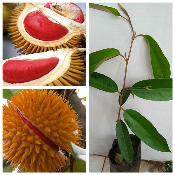 Combo 2 Cây SẦU RIÊNG RUỘT ĐỎ, cây giống mới to khỏe