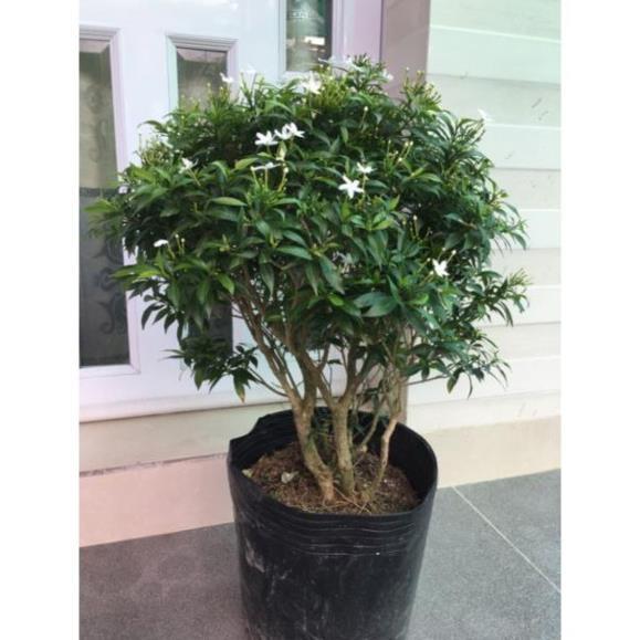 Cây mai vạn phúc