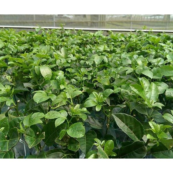 Cây giống Chanh Dây Thái Lan .