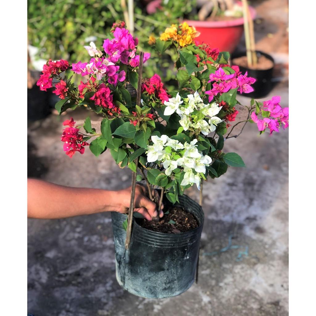 Chậu hoa giấy 3 màu