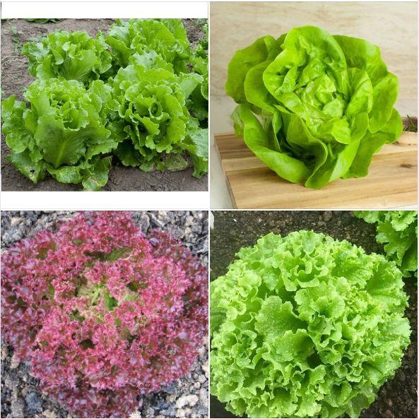 Combo 5 gói rau xà lách các loại dễ trồng f1-gói 0,5 gram– Tặng 1 phân bón lót