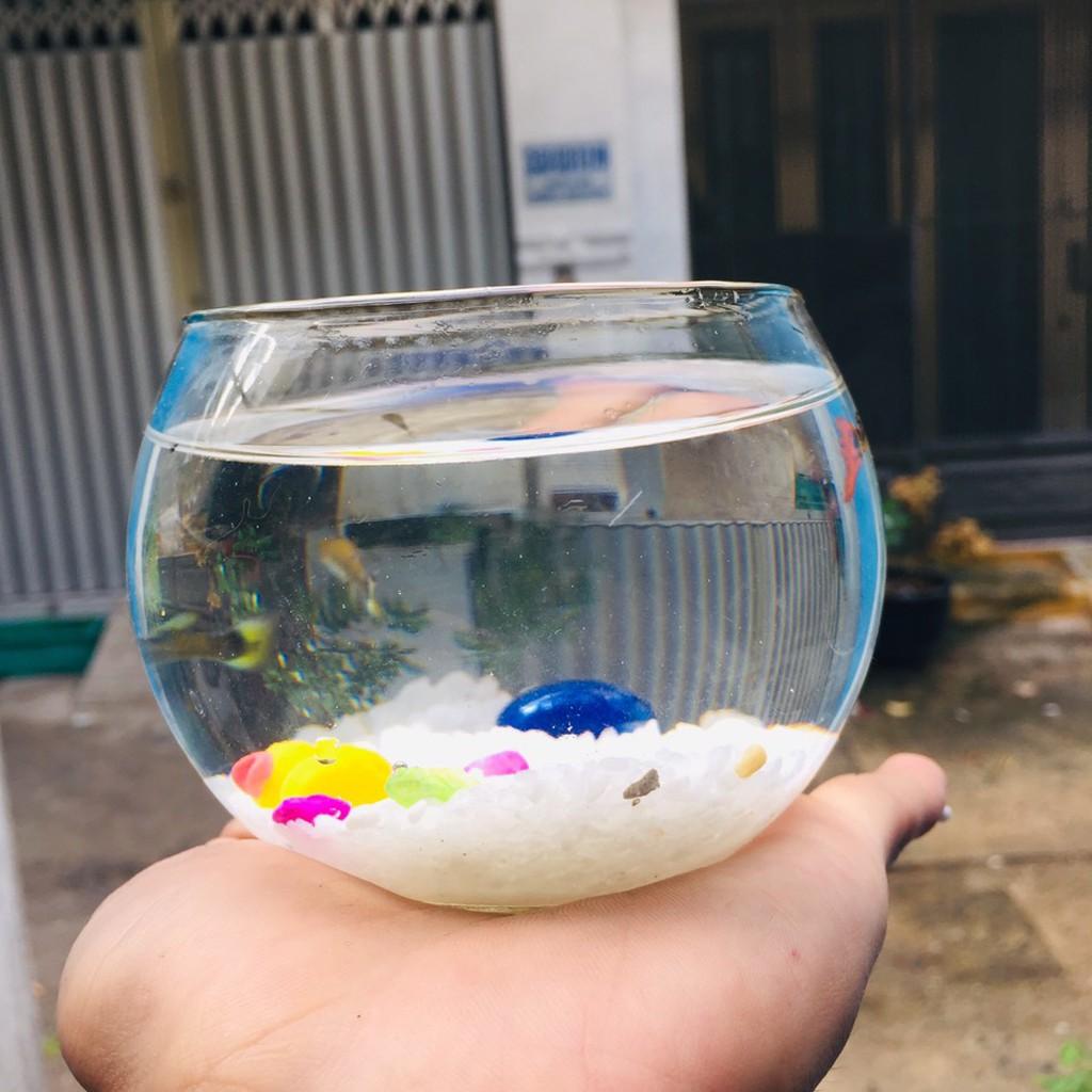 Chậu thủy tinh , bể cá mini tròn 10cm