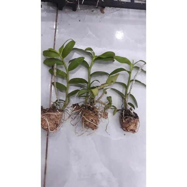 Sản Phẩm Hoa phong lan phi điệp trắng