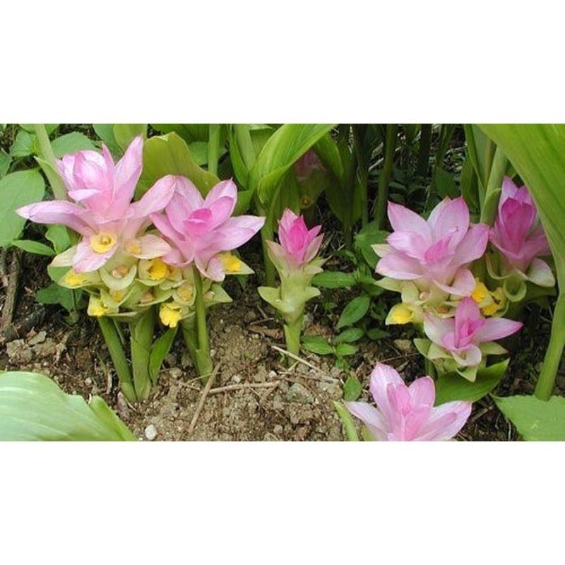 0.5 KG BỘT NGHỆ ĐEN