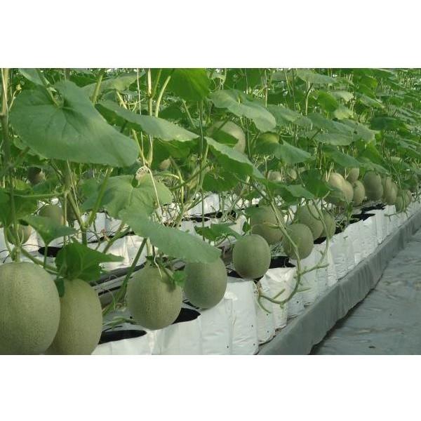 Combo 20 túi PE trắng đen 20x40cm trồng cây, trồng rau