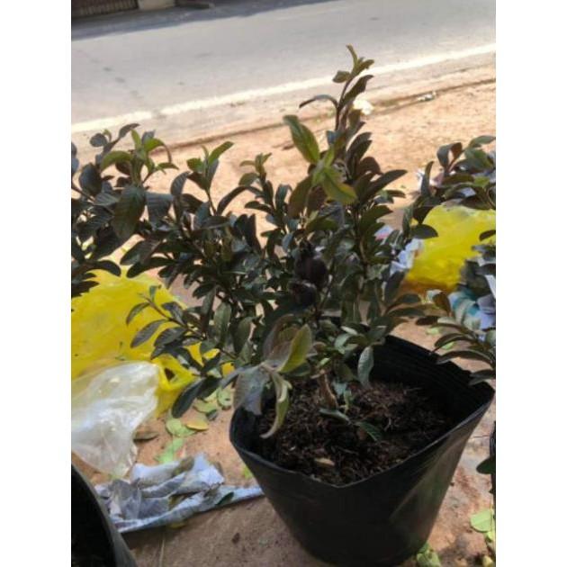Cây Giống Ổi Tím Bắc Mỹ Siêu Hoa