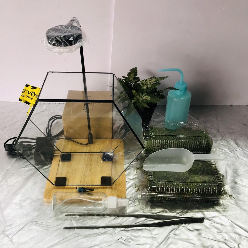 COMBO TỰ SETUP 1 CHIẾC BỂ TERRARIUM PHONG CÁCH FOREST ĐƠN GIẢN