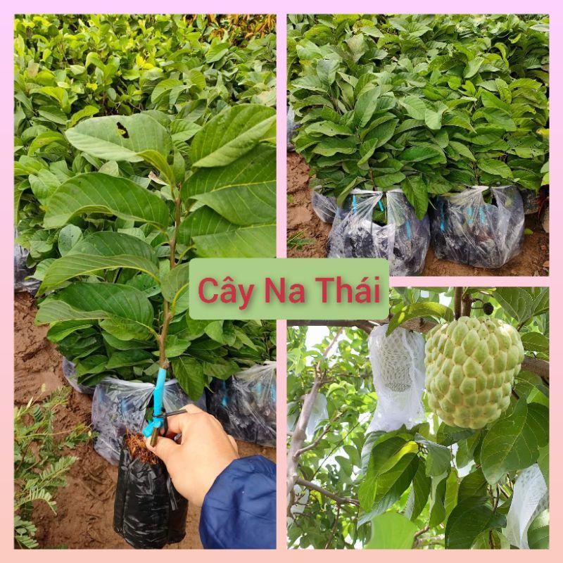 Cây Na thái quả to, cùi dày, siêu ngọt, ít hạt