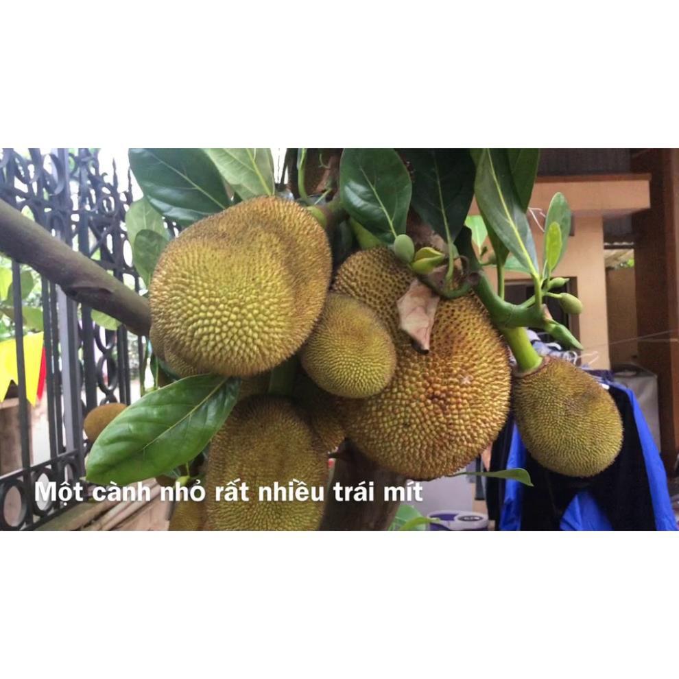 CÂY GIỐNG MÍT TA SIÊU QUẢ, SIÊU NGON, NGỌT, THƠM + Tặng 01 cây dâu da đất