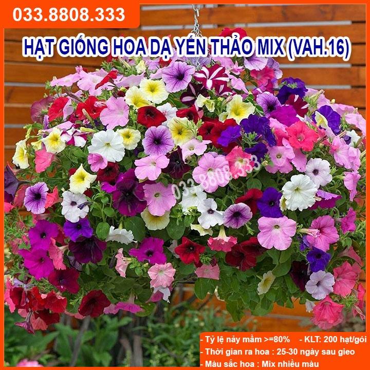 Hạt Giống Hoa Dạ Yến Thảo - Hoa Trồng Chậu Treo