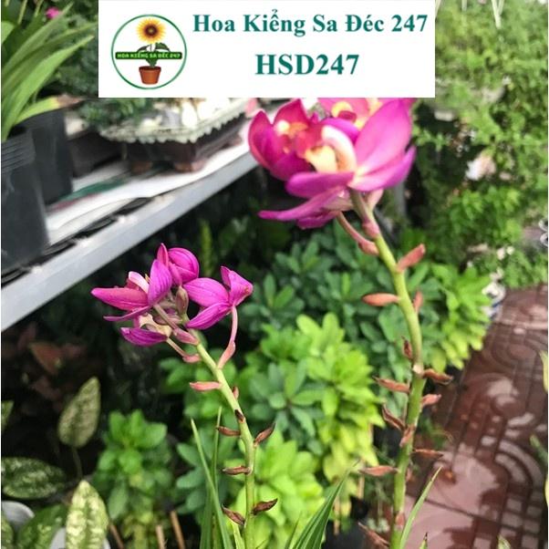 Cây hoa địa Lan  tặng phân bón-hoa kiểng lá - trang trí nội thất cảnh quan sân vườn ngoài trời