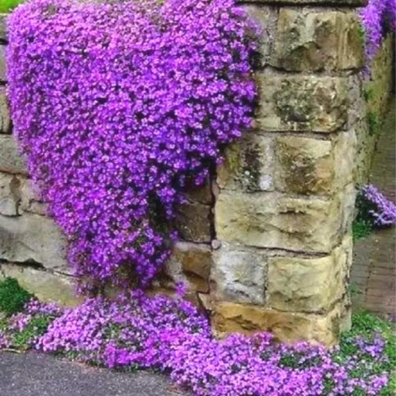 Hạt Giống Hoa Leo Đá Lâu Năm Chịu Hạn Aubrieta