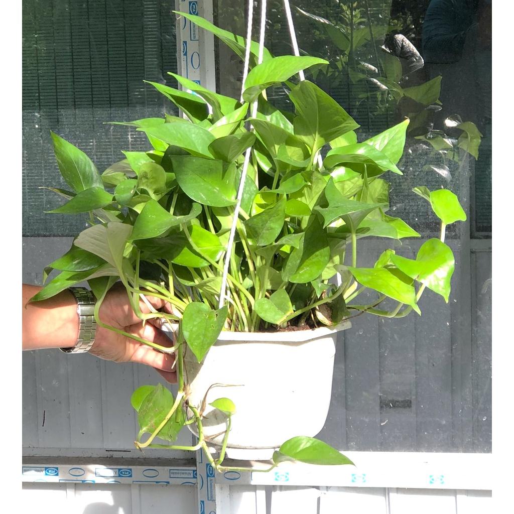 Chậu treo cây trầu bà xanh