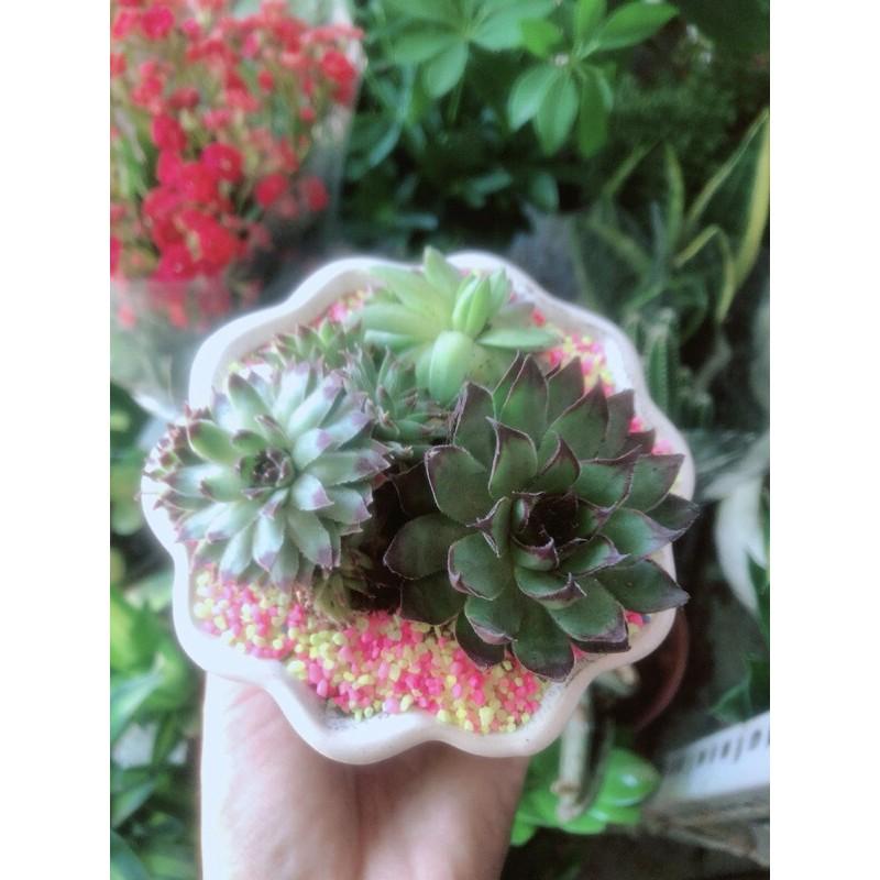 Chậu Sen Đá Phật Bà