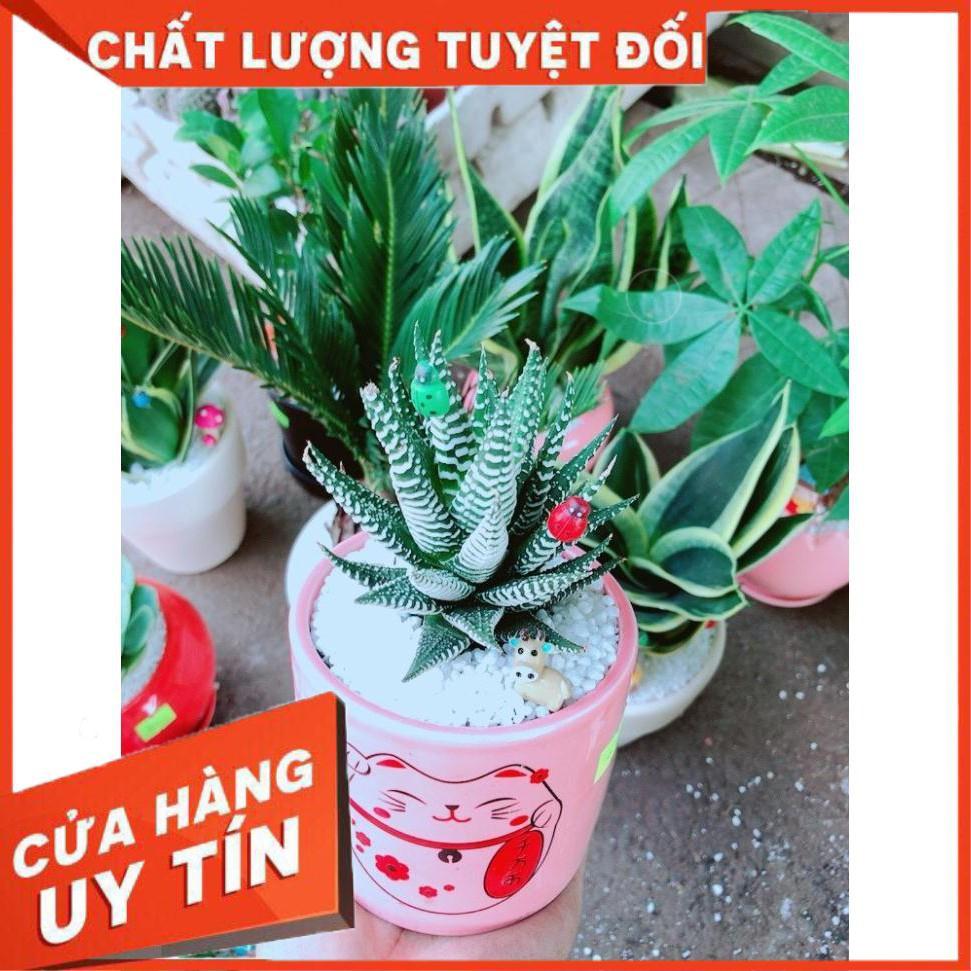 Chậu cây móng rồng mèo may mắn Nhiều Người Mua