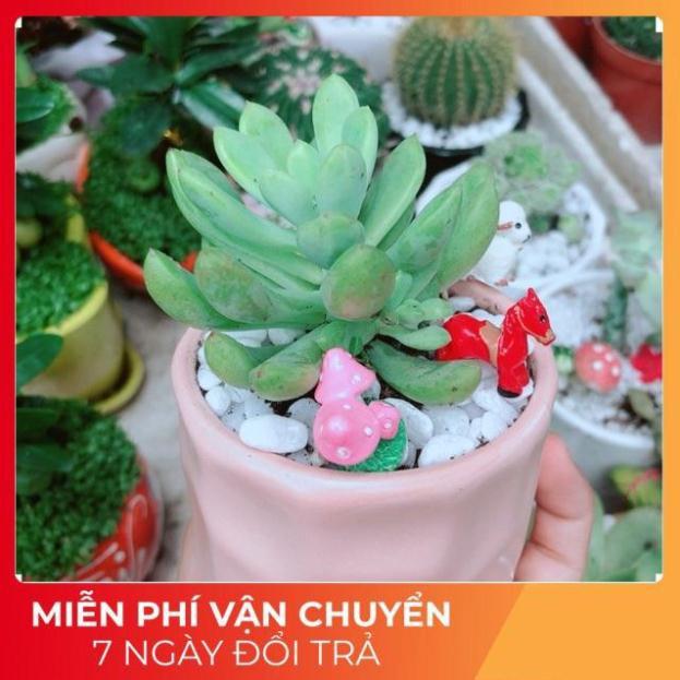 Chậu Sen Đá Tiểu Cảnh