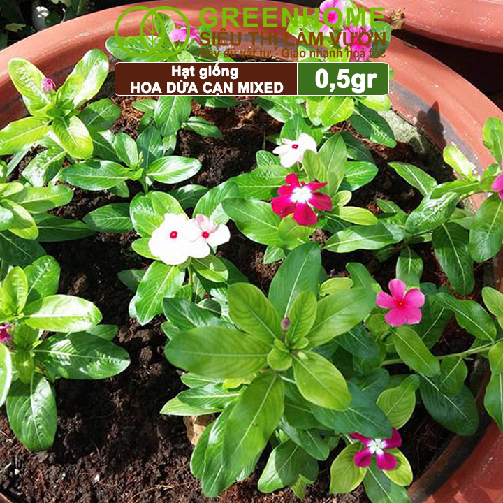 Hạt Giống Hoa Dừa Cạn Greenhome, Gói 0,03gr, Sai Hoa, Màu Rực Rỡ, Dễ Trồng Quanh Năm,Nảy Mầm Cao H09