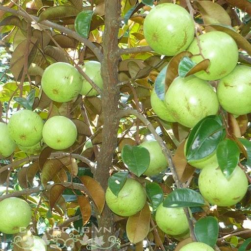 Cây giống vú sữa lò rèn