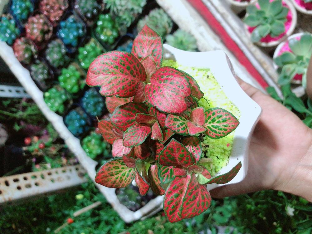 Chậu Cây Lá May Mắn Màu Đỏ