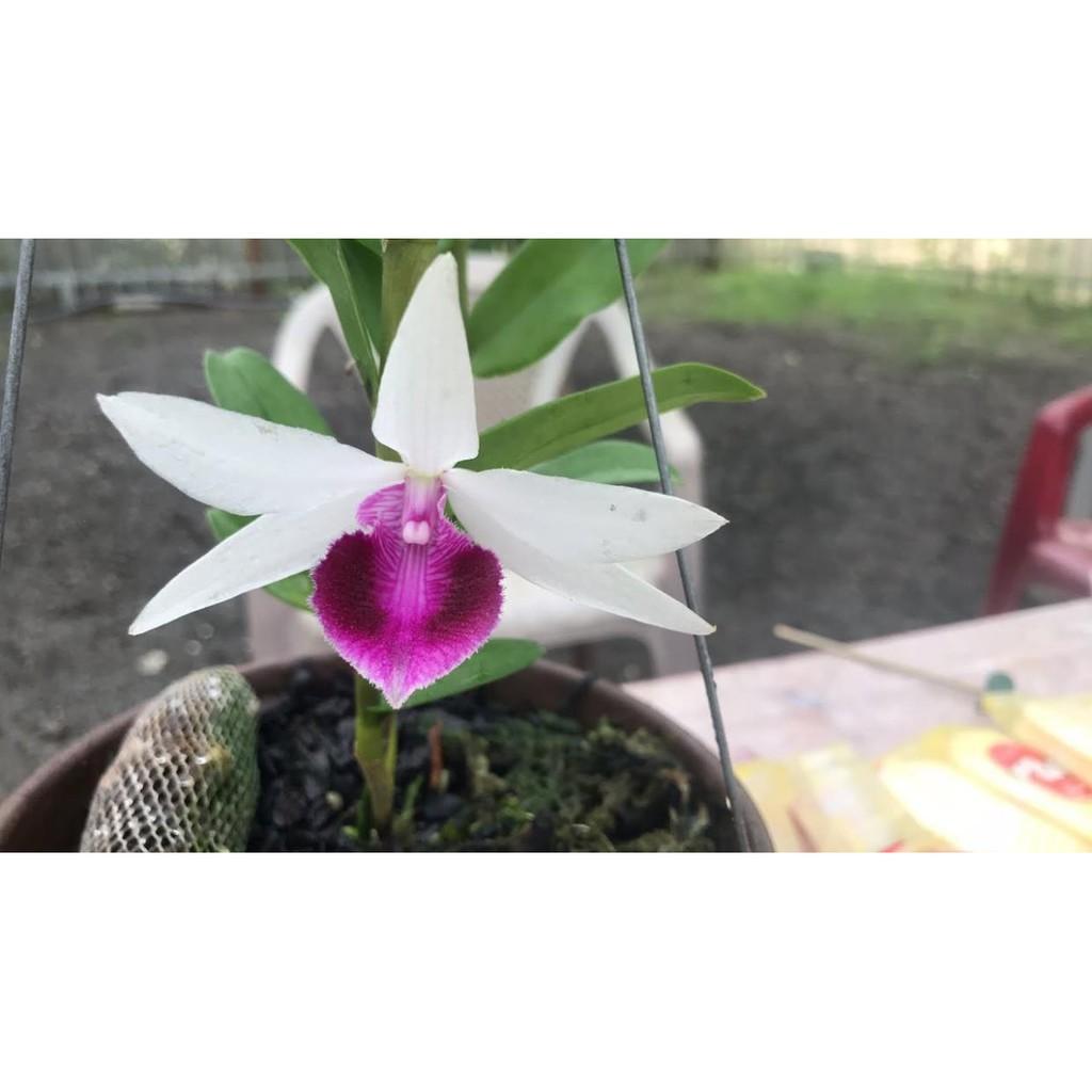 Cốc phi điệp 5 cánh trắng LÂM XUNG - hàng gieo hạt - hoa xổ số - hoa siêu đẹp giá rẻ