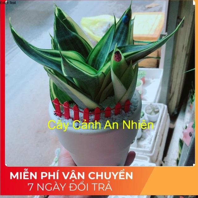 Chậu lưỡi hổ thái