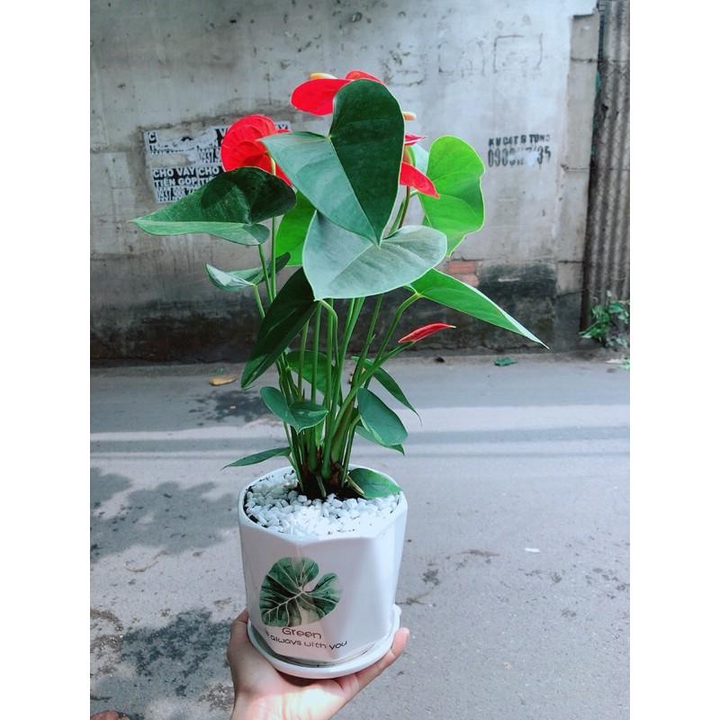 Chậu Cây Hồng Môn