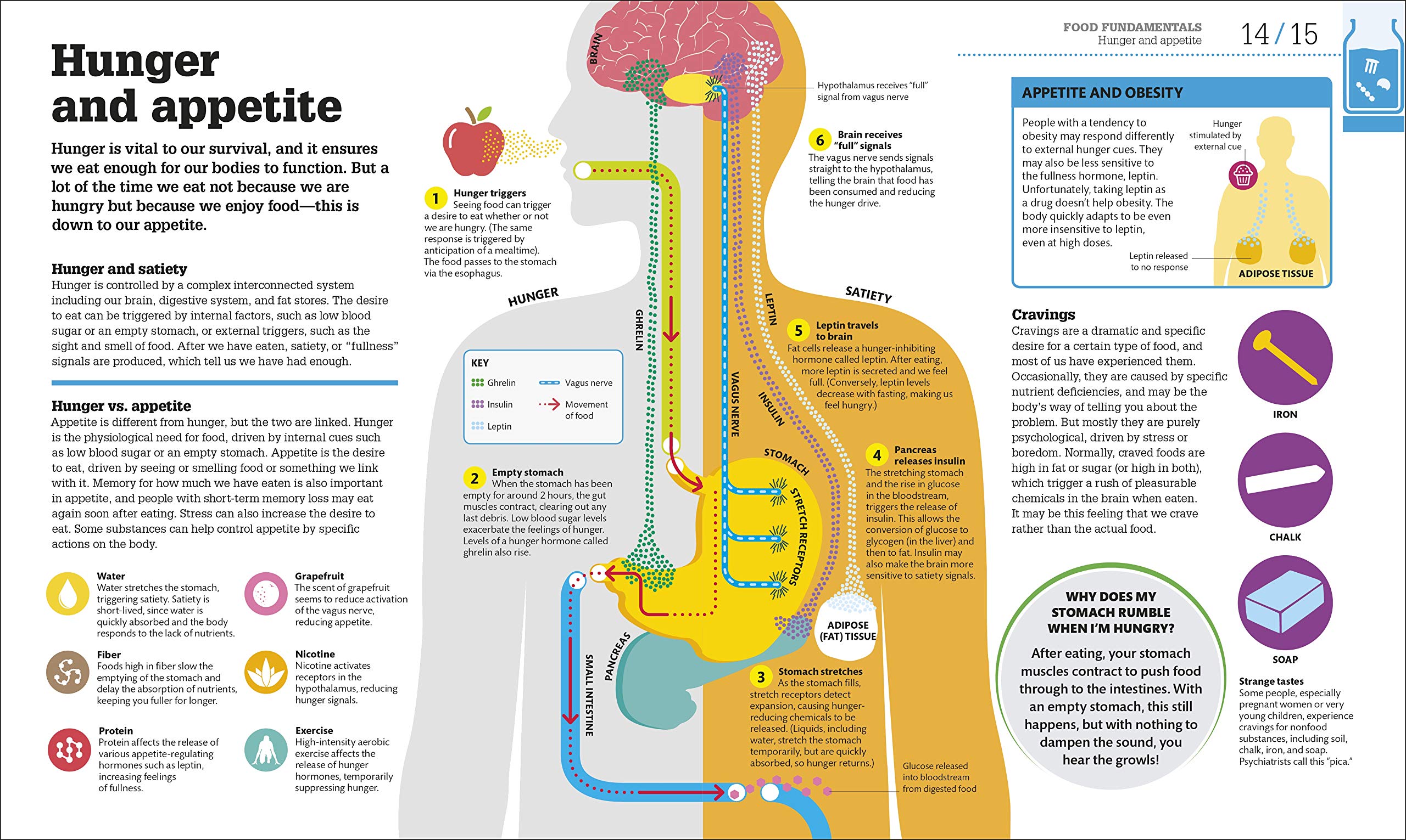 How Food Works: The Facts Visually Explained (How Things Work)