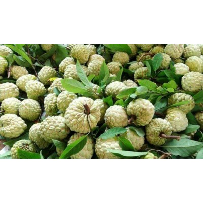 CÂY GIỐNG MÃNG CẦU NA
