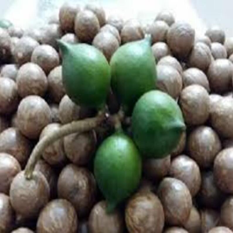 CÂY GIỐNG HẠT MACCA HÀNG GIEO HẠT