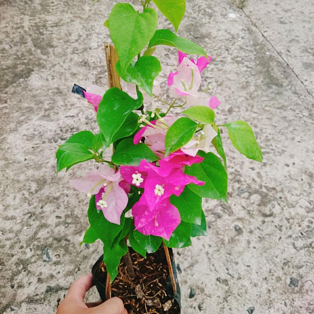 Cây Hoa Giấy 2 Màu - cây cảnh để bàn + tặng phân bón cho cây