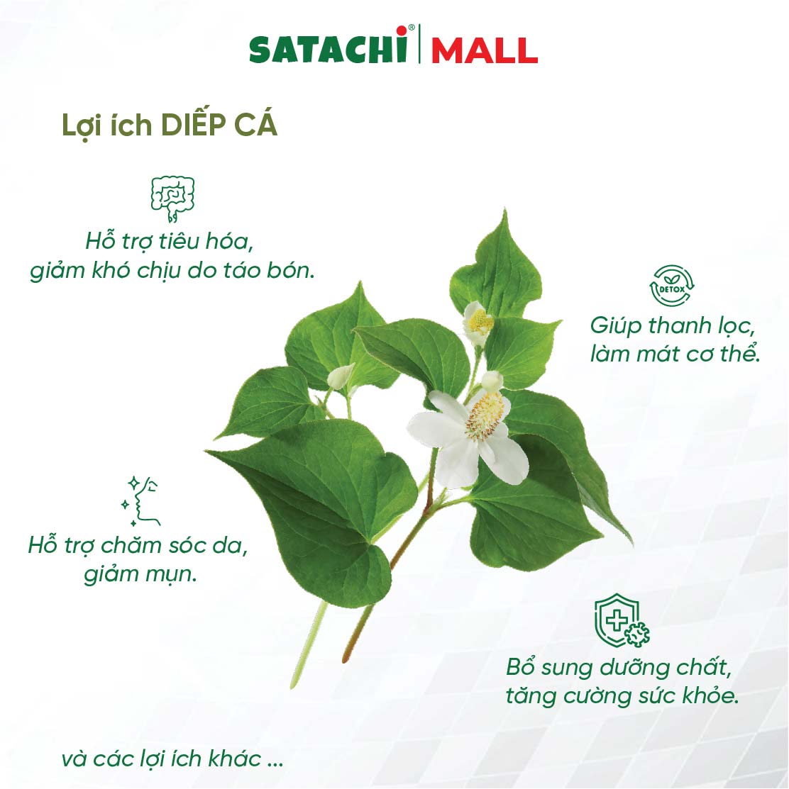 Viên Bột Diếp Cá Nguyên Chất SATACHI – 100% Lá Diếp Cá Tươi – Dạng Viên Tiện Lợi – Hộp 180 viên