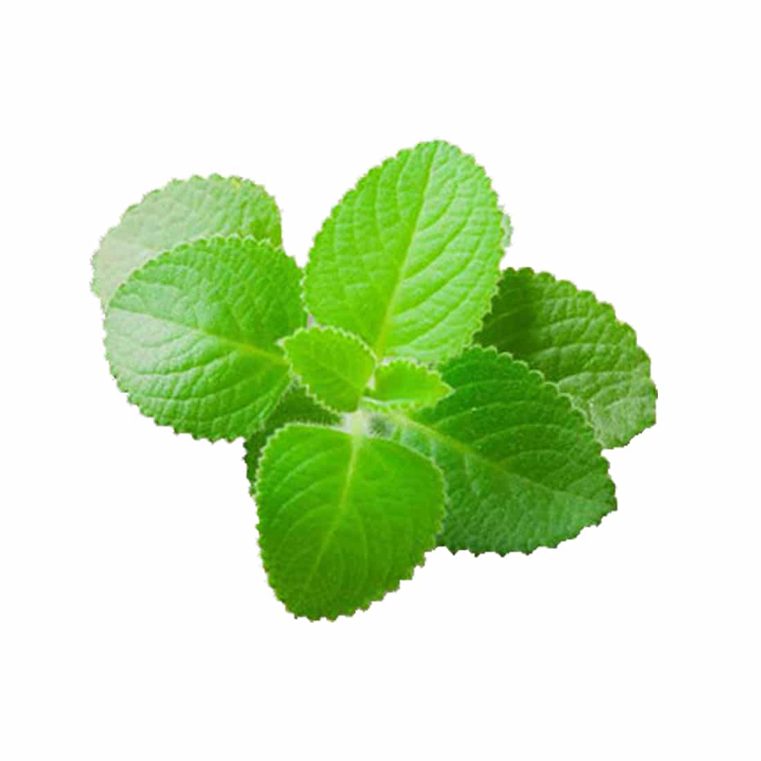 VIÊN NGẬM THẢO MỘC HÚNG CHANH VIASOL HỔ TRỢ GIẢM HO - Hộp/100 viên