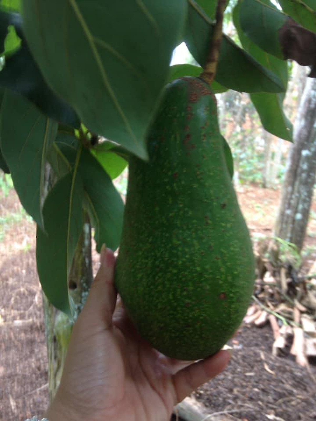 Cây Giống Bơ sáp da xanh quả dài