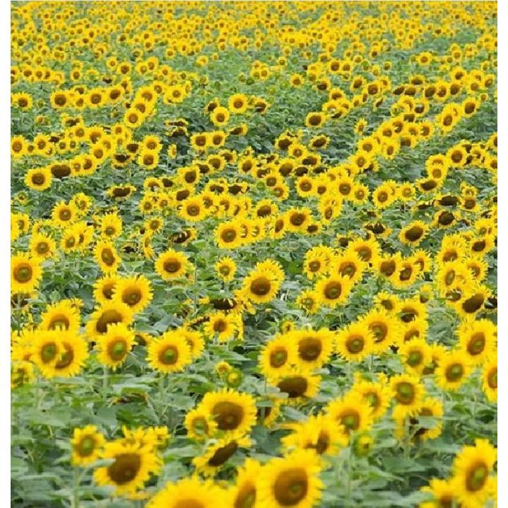 Hạt giống hoa hướng dương cắt cành KNS3638 - gói 30 hạt