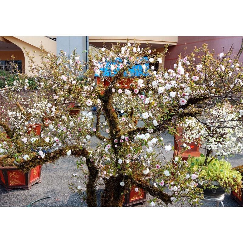 HOA MAI TRẮNG, nhất chi mai hoa tết - cây giống to lớn