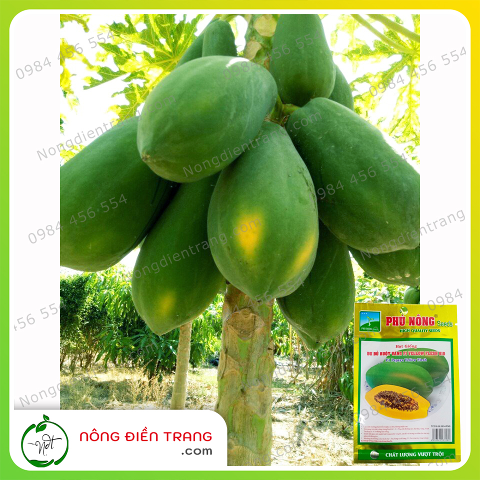 Hạt Giống Đu Đủ Ruột Vàng F1 YELLOW FLESH Phú Nông - Gói 10 Hạt - Tỷ Lệ Nảy Mầm Cao, Sinh Trưởng Khỏe, Năng Suất Cao VTNN Nông Điền Trang
