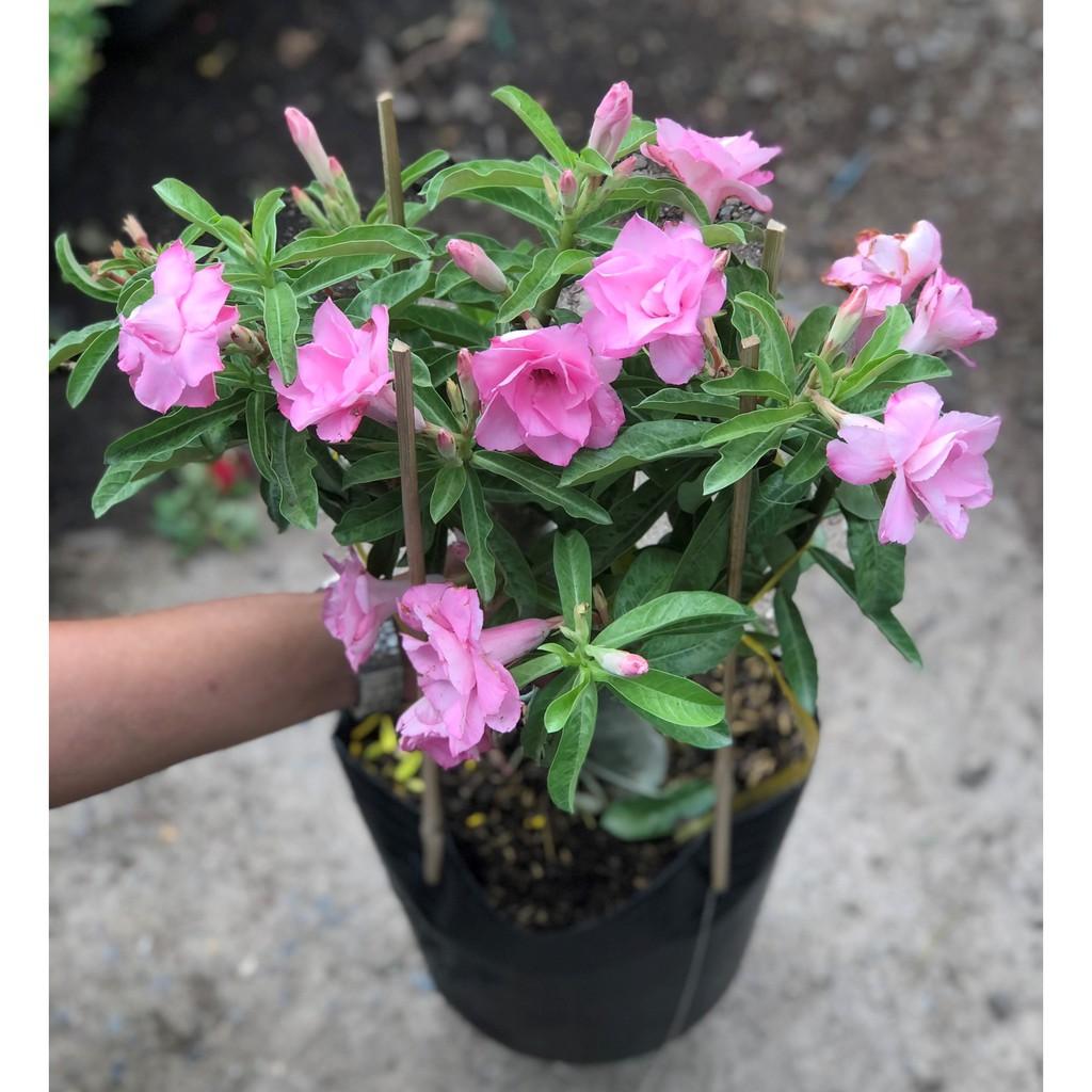 Chậu sứ Ánh Dương gốc to nhiều hoa