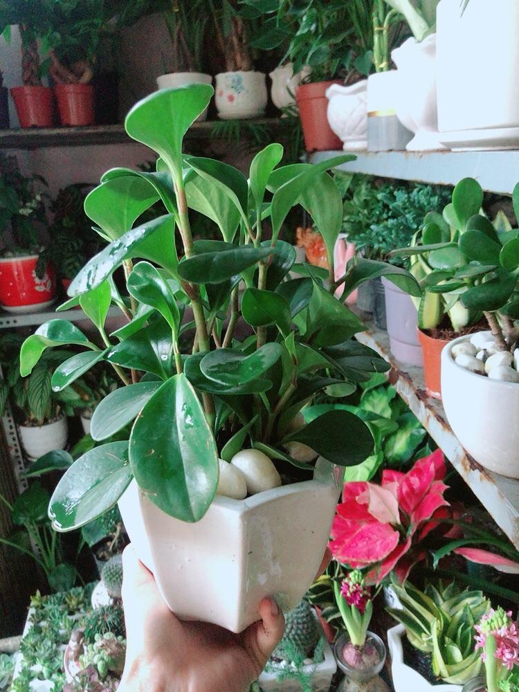 Chậu Cây Trường Sinh