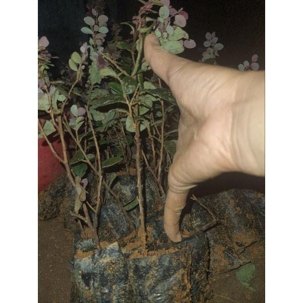 Cây giống hồng phụng
