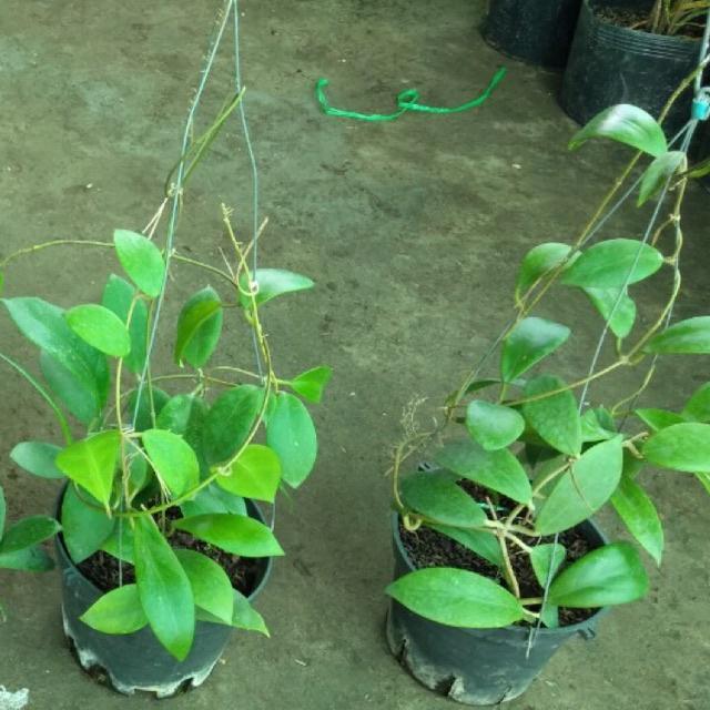 Cây Giống Lan Cẩm Cù Rất Dễ Sống Và Sai Hoa sp6
