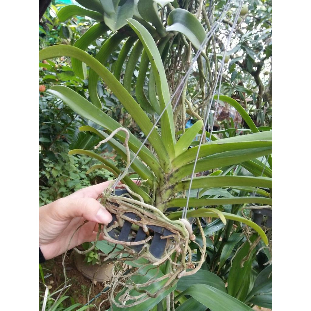 Hoa phong lan ngọc điểm lai