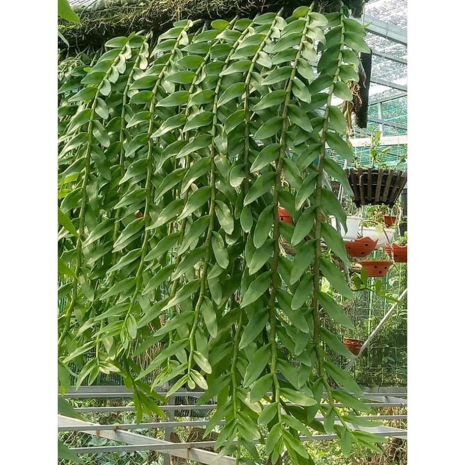 1 bảng lan phi điệp vàng rừng tây bắc hàng thuần siêu to, hoa siêu đẹp