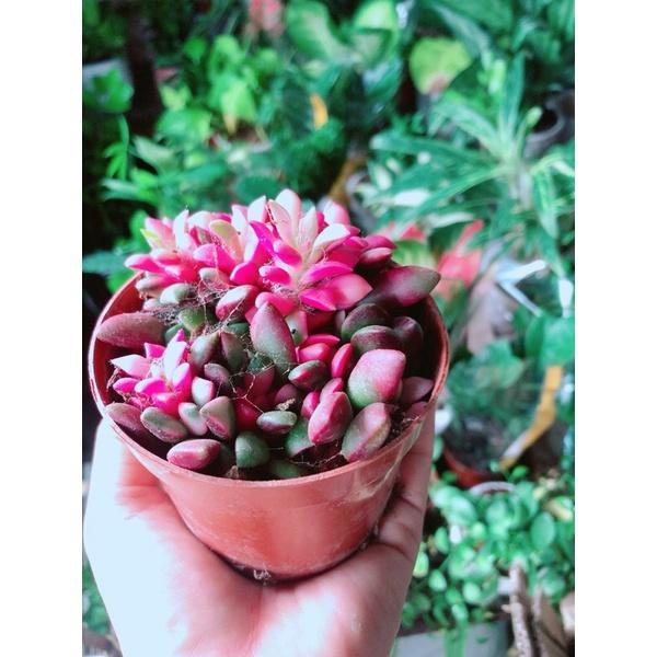 Sen Đá Thạch Đỏ